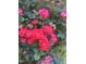 A close up shot of bright pink roses with green foliage at 2934 Appaloosa Ct, Graham, NC 27253