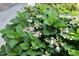 Close-up of a lush hydrangea bush with vibrant green leaves and delicate pink and white flowers at 120 Jennel Way, Durham, NC 27707