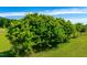 Lush vineyard with vibrant green vines on a well-maintained grassy lot, showcasing agricultural potential at 3187 Wilsons Mills Rd, Smithfield, NC 27577