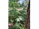 Beautiful flowering bush with large green leaves and white blooms surrounded by lush greenery at 411 Brampton Close, Pittsboro, NC 27312