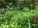 Beautiful greenery in the garden with colorful flowers, including Copper Top Viburnum and Green and Gold at 411 Brampton Close, Pittsboro, NC 27312