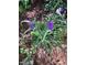 A close-up of vibrant purple flowers with thin green leaves flourishing in a well-maintained garden at 411 Brampton Close, Pittsboro, NC 27312