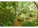 Lush woodland area with mature trees, ferns, and ground cover at 411 Brampton Close, Pittsboro, NC 27312