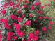 Vibrant rose bush bursting with red flowers, adding color and charm to the landscape at 2006 N Ashland Dr, Burlington, NC 27217