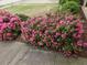 Charming landscaping featuring vibrant azaleas along the sidewalk and grass at 309 Forest Haven Drive Dr, Holly Springs, NC 27540