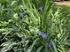 Close up view of lush purple irises and variegated hostas with vibrant foliage in a garden at 26 Rogerson Dr, Chapel Hill, NC 27517