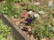 Lush garden bed with white yarrow, purple petunias, and various greenery adding beauty at 26 Rogerson Dr, Chapel Hill, NC 27517