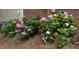 View of the lovely pink hydrangea bushes in the garden at 306 Fincastle Dr, Cary, NC 27513