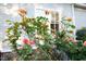 Close up of rose bushes growing in the yard near the exterior of the home at 208 Glenn St, Franklinton, NC 27525