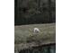 Photo of wildlife feeding in the community at 2744 Laurelcherry St, Raleigh, NC 27612