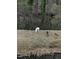 Photo of wildlife feeding in the community at 2744 Laurelcherry St, Raleigh, NC 27612