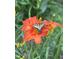 Vibrant orange lily with a butterfly adding natural beauty to the image at 676 Whitehurst, Pittsboro, NC 27312