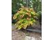 Beautiful landscaping featuring a striking tree with red and green foliage next to a metal bench at 676 Whitehurst, Pittsboro, NC 27312