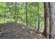 Leaf-strewn backyard path lined with trees, inviting a peaceful walk through a natural, woodsy setting at 126 Weaver Rd, Chapel Hill, NC 27514