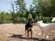 Briar Chapel's dog park offers a safe space for furry friends to socialize and play in a welcoming community at 78 Salt Cedar Ln, Chapel Hill, NC 27516