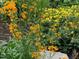 Close-up of vibrant orange and yellow flowers in a landscaped garden bed, adding natural beauty at 1633 Lakestone Village Ln, Fuquay Varina, NC 27526