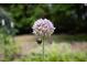 Detailed shot of a pollinator on an allium flower in bloom at 657 Lakeview Dr, Stem, NC 27581
