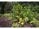 Vibrant vegetable garden featuring various plants and flowers at 657 Lakeview Dr, Stem, NC 27581