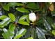 Magnolia bud surrounded by lush green foliage, highlighting the natural beauty of the landscape at 657 Lakeview Dr, Stem, NC 27581