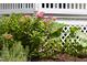 Beautiful landscaping with blooming pink hydrangeas in front of a white lattice fence at 657 Lakeview Dr, Stem, NC 27581