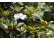 A close-up of a beautiful magnolia blossom on a tree, highlighting the natural beauty of the property at 657 Lakeview Dr, Stem, NC 27581