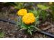 Vibrant marigold flowers blooming in the garden at 657 Lakeview Dr, Stem, NC 27581