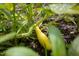 Close-up of a vibrant yellow squash growing in the garden at 657 Lakeview Dr, Stem, NC 27581