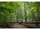 Lush wooded area with mature trees and fallen logs, highlighting the natural surroundings at 657 Lakeview Dr, Stem, NC 27581