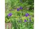 Vibrant purple Iris flowers in bloom amidst lush green foliage and yellow blossoms at 69 Margaret Pl, Chapel Hill, NC 27516