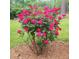 Vibrant pink roses in full bloom, adding a splash of color to the garden at 69 Margaret Pl, Chapel Hill, NC 27516