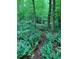 Beautiful ferns and lush landscaping surround this wooded lot, perfect for privacy and nature lovers at 7811 Still Crossing Rd, Chapel Hill, NC 27516