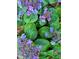 Close up of blue and purple flowers with vibrant green leaves at 516 Ryan Rd, Cary, NC 27511
