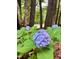 Close-up of a vibrant hydrangea bush with lush green leaves blooming outside the home at 516 Ryan Rd, Cary, NC 27511