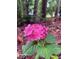 Close-up of a vibrant pink hydrangea bush with lush green leaves blooming outside the home at 516 Ryan Rd, Cary, NC 27511