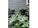 Close up of landscaping around the house with vibrant green foliage at 516 Ryan Rd, Cary, NC 27511