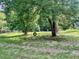 Lush backyard with mature trees and a tire swing hanging from a tree at 183 Birnamwood Dr, Chapel Hill, NC 27516