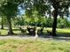 Inviting outdoor space with Adirondack chairs arranged for a gathering beneath mature shade trees and free-range chickens at 8365 Aaron Creek Church Rd, Oxford, NC 27565
