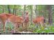 A group of deer captured by a trail camera, amidst the lush foliage of a wooded area, showcases the local wildlife at 8365 Aaron Creek Church Rd, Oxford, NC 27565