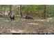 Trail cam captures a pair of wild turkeys in a dense forest at 8365 Aaron Creek Church Rd, Oxford, NC 27565