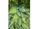 Lush hosta plants with vibrant green and yellow leaves adding natural beauty to the yard at 1004 Bridlemine Dr, Fuquay Varina, NC 27526