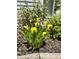 Close-up of vibrant yellow calla lilies adding color to the landscaped garden at 1004 Bridlemine Dr, Fuquay Varina, NC 27526