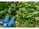 Close-up view of a blueberry bush in the backyard, adding natural beauty to the outdoor space at 1085 Bynum Rd, Pittsboro, NC 27312