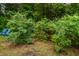 Lush backyard featuring mature blueberry bushes, trees, and a peaceful seating area perfect for relaxation at 1085 Bynum Rd, Pittsboro, NC 27312