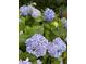 Close-up of vibrant blue hydrangeas in full bloom, adding natural beauty to the garden at 1428 White Opal Dr, Knightdale, NC 27545