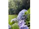 Beautiful blue hydrangeas blooming in the backyard garden, adding a touch of elegance at 1428 White Opal Dr, Knightdale, NC 27545