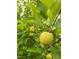 A bountiful apple tree branch displays ripening fruit, enhancing the yard's appeal at 2511 Dalmahoy Ln, Fuquay Varina, NC 27526