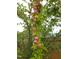 Abundant ripening plums on a tree branch, adding to the garden's charm at 2511 Dalmahoy Ln, Fuquay Varina, NC 27526