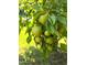 The lush tree is laden with ripening pears, promising a bountiful harvest at 2511 Dalmahoy Ln, Fuquay Varina, NC 27526