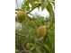 A lush peach tree branch, laden with fruit, adds natural beauty to the yard at 2511 Dalmahoy Ln, Fuquay Varina, NC 27526