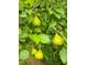 A close-up reveals lush green pears hanging from a tree, enhancing the yard's ambiance at 2511 Dalmahoy Ln, Fuquay Varina, NC 27526